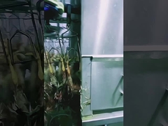 Đường giết thịt gia cầm công suất cao Máy giết thịt gà Halal 1000BPH