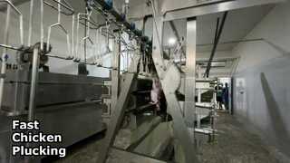 Máy vặt lông gà