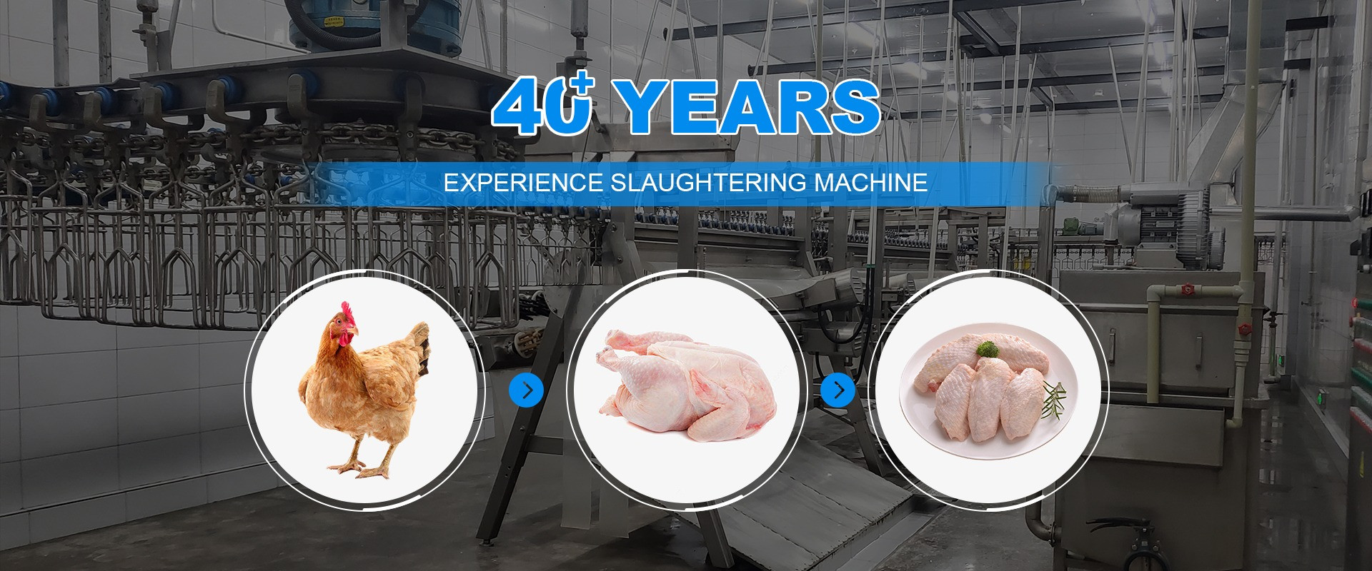 chất lượng Máy giết mổ gà nhà máy sản xuất