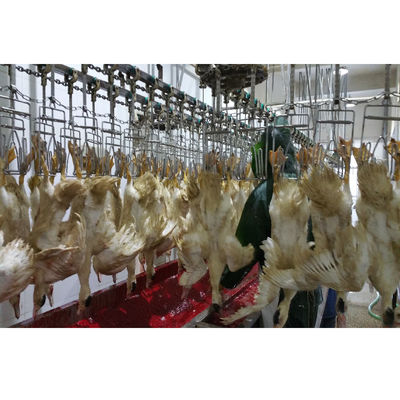 Thiết bị giết thịt gia cầm thịt gà chuyên nghiệp Máy giết chim ốc tùy chỉnh