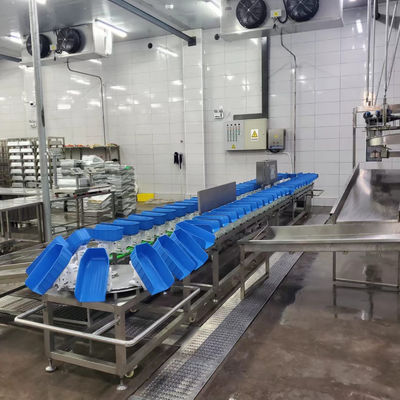 Máy phân loại trọng lượng cho nhà giết mổ