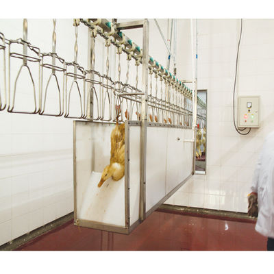 Đường giết thịt gia cầm bằng thép không gỉ 500 Bph Thiết bị nhổ gà