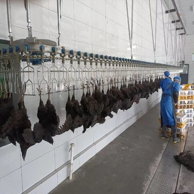 Máy sưởi điện tự động ẩm thịt gà cho dây chuyền giết mổ