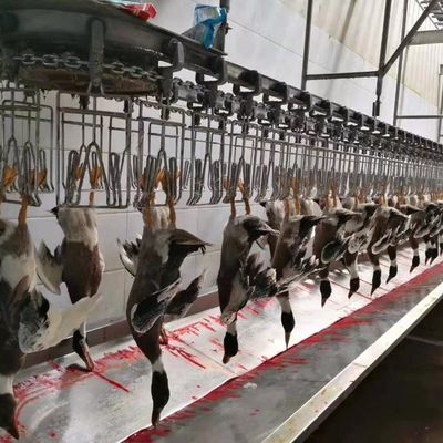 Chicken Goose Turkey Duck máy giết thịt 1000BPH máy chế biến gia cầm