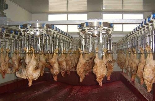 Dòng chế biến gia cầm có thể tùy chỉnh và bền với vật liệu thép không gỉ Thép không gỉ 304