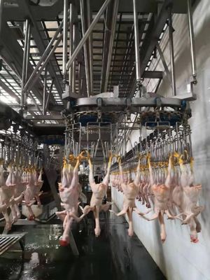Máy giết thịt gà bền vững Máy giết thịt tự động TUV được phê duyệt