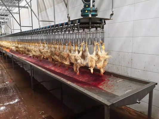 1000 con gà mỗi giờ Bph Nhà máy giết thịt gia cầm hoàn chỉnh