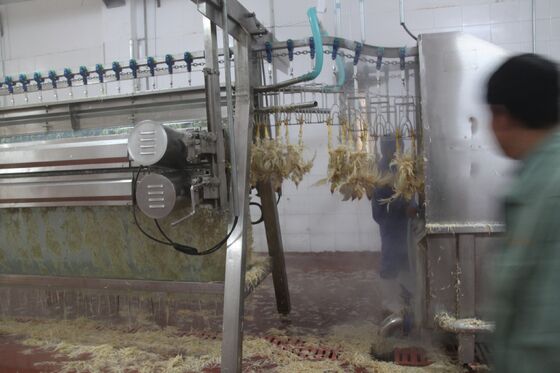 Chicken Plucker Machine Thịt gà nhỏ Thịt gà thịt gà (pollos) Thiết bị chế biến thịt gà